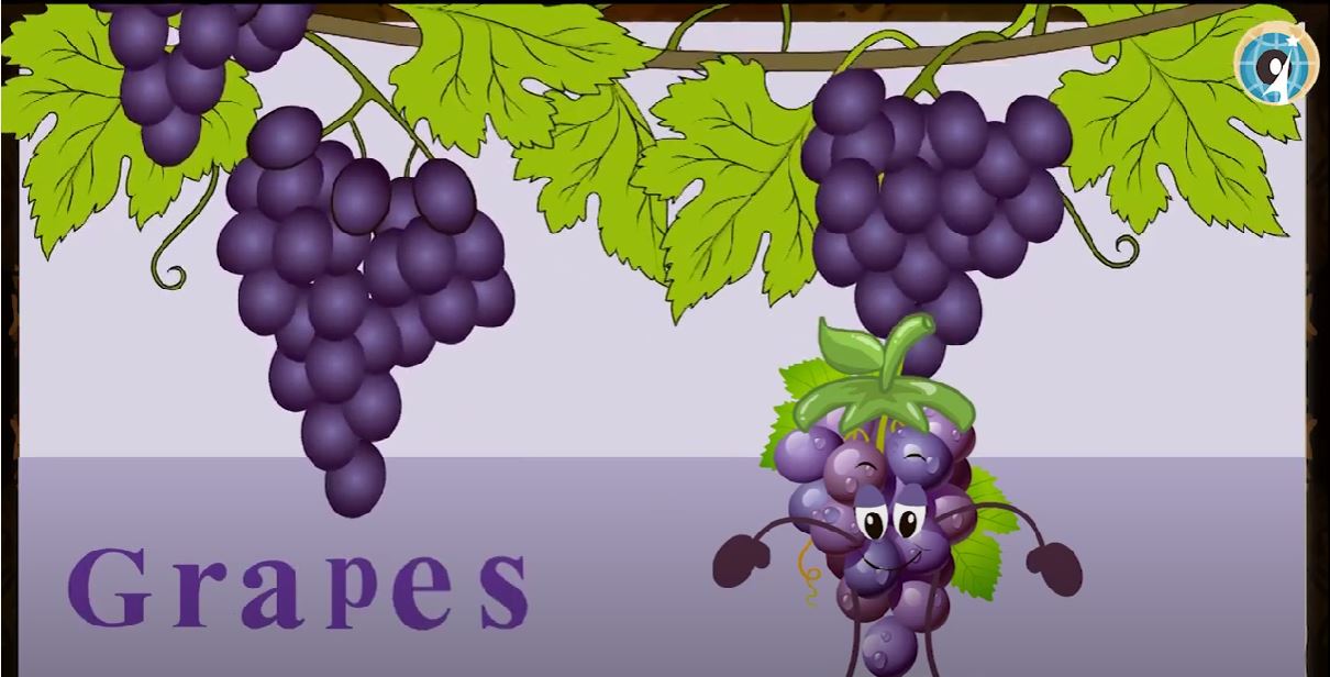 Grapes Activity by KG1 & KG2